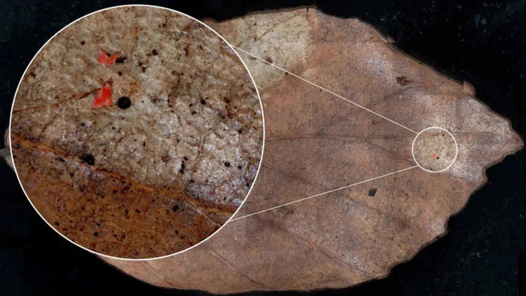 Invisible Threat: Airborne Microplastics Found Polluting Forest Ecosystems, Study Reveals