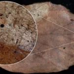 Invisible Threat: Airborne Microplastics Found Polluting Forest Ecosystems, Study Reveals