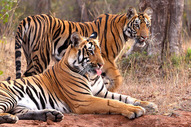 India Tiger Success Story Comes With a Cost Way to Balance Conservation and Human Lives?