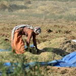 Extreme Heat Threatens Global Food Systems: Farm Work Could Become Unsafe for 250 Days