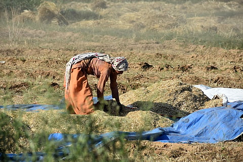 Extreme Heat Threatens Global Food Systems: Farm Work Could Become Unsafe for 250 Days