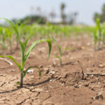 Climate Change Threatens Global Wheat Supply, Scientists Call for Urgent Innovation in Farming