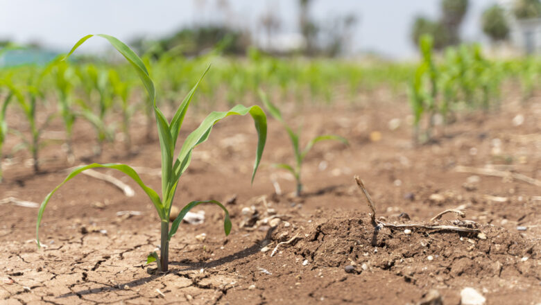 Climate Change Threatens Global Wheat Supply, Scientists Call for Urgent Innovation in Farming