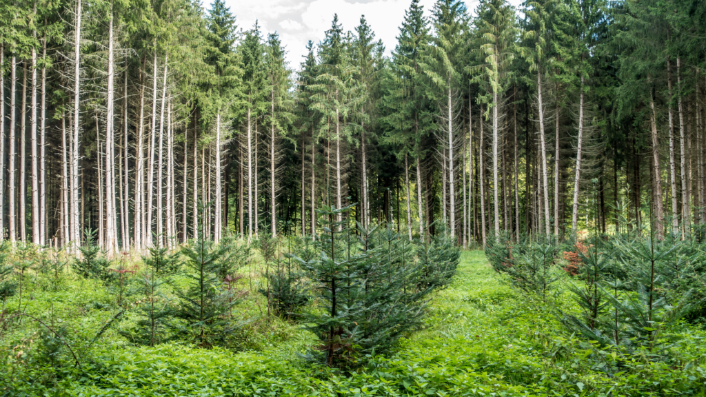 Mixed Forests Not Monocultures Key to Restoring Biodiversity: Long-Term Study Finds