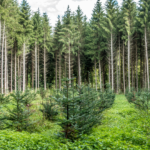 Mixed Forests Not Monocultures Key to Restoring Biodiversity: Long-Term Study Finds