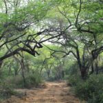 Delhi Ridge Forest Plan Sparks Outrage Over Toxic Pesticides and Themed Forest Idea