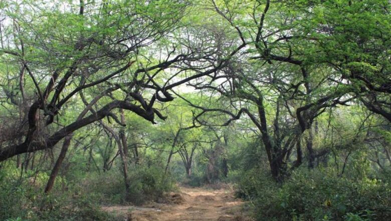 Delhi Ridge Forest Plan Sparks Outrage Over Toxic Pesticides and Themed Forest Idea