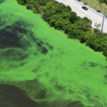 Hidden Microbial Shifts in Chilika Lagoon Could Help Predict Toxic Algal Blooms