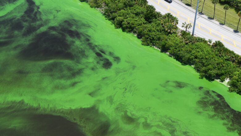 Hidden Microbial Shifts in Chilika Lagoon Could Help Predict Toxic Algal Blooms