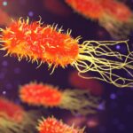 Forgotten Medicinal Plant Revives Hope Against Deadly Superbugs