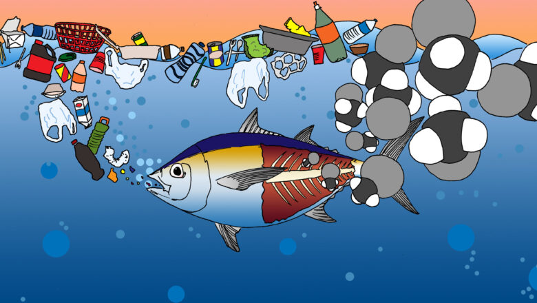 Plastic Poisoning in Mangroves Study Finds Alarming Microplastic Contamination in Fish