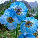 Rare Blue Bloom of the Himalayas Flower that Waits years Blossoms for Just Days