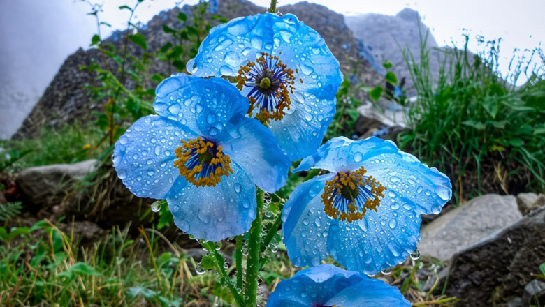 Rare Blue Bloom of the Himalayas Flower that Waits years Blossoms for Just Days