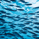 Oceans in Danger Zone Indian Ocean Heats up Marine Life and Livelihoods at Risk