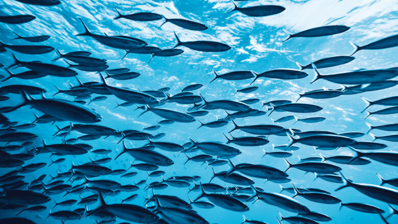 Oceans in Danger Zone Indian Ocean Heats up Marine Life and Livelihoods at Risk