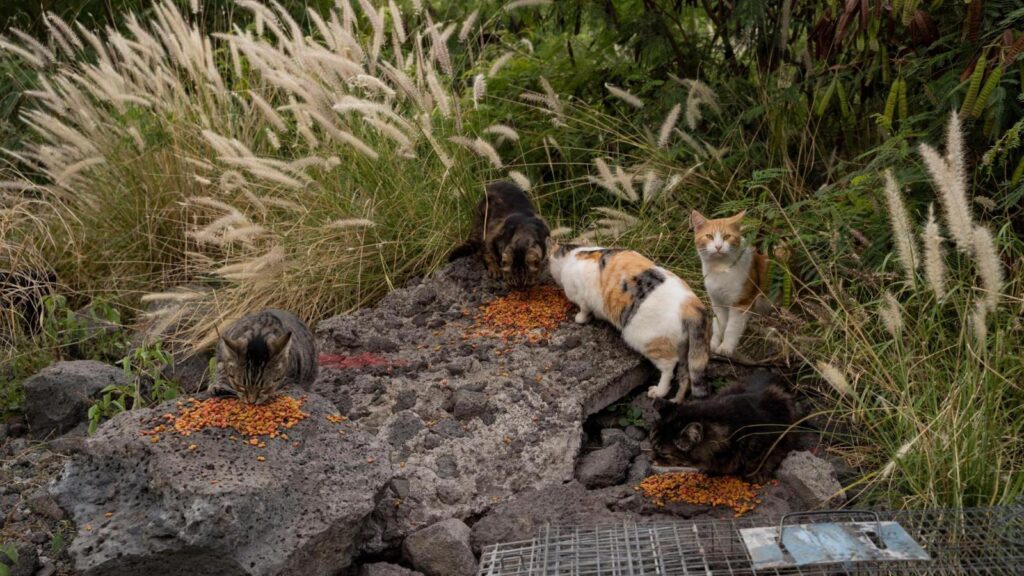 Ecosystem Recovery Surprises Scientists After Removal of Feral Cats in Island Habitat