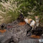 Ecosystem Recovery Surprises Scientists After Removal of Feral Cats in Island Habitat