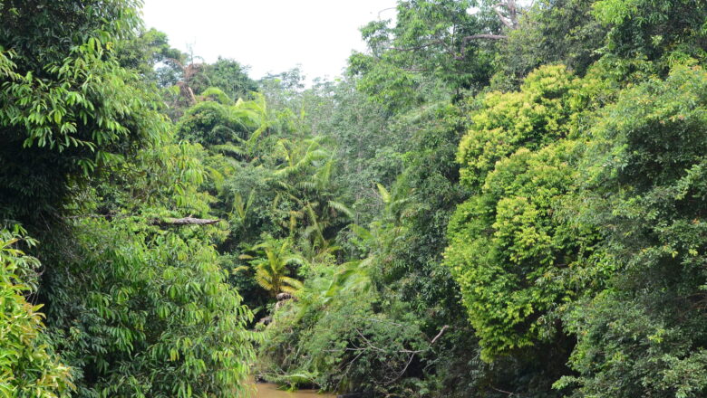 Carbon Credits Helped Protect Tropical Forests but Massive Overselling Damaged Trust in Climate Market