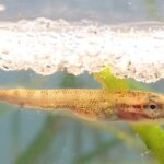 Microplastics Found in Fish Larvae Before Feeding Begins Raising New Concerns for Marine Ecosystems