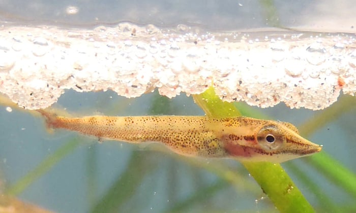 Microplastics Found in Fish Larvae Before Feeding Begins Raising New Concerns for Marine Ecosystems