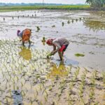 Rice Farming Rethink: New Techniques Aim To Cut Methane Emissions Without Hurting Yields