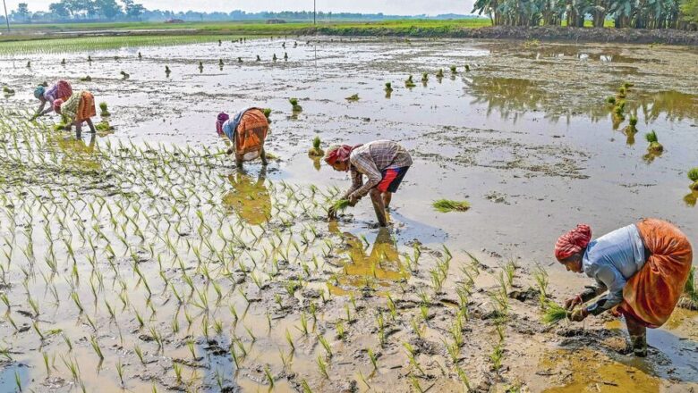 Rice Farming Rethink: New Techniques Aim To Cut Methane Emissions Without Hurting Yields