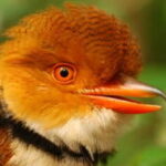 Rising Heat and Humidity Are Becoming Deadly for Tropical Birds, New Studies Warn