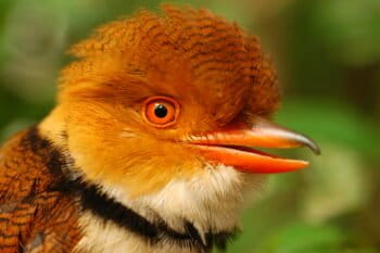 Rising Heat and Humidity Are Becoming Deadly for Tropical Birds, New Studies Warn