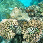 Marine Protected Areas Failing to Protect Coral Reefs as Wastewater Pollution Rises, Study Warns