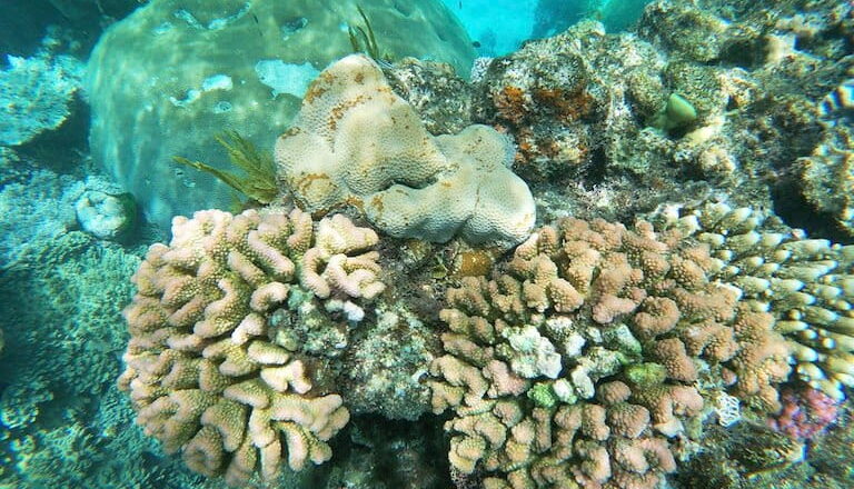 Marine Protected Areas Failing to Protect Coral Reefs as Wastewater Pollution Rises, Study Warns