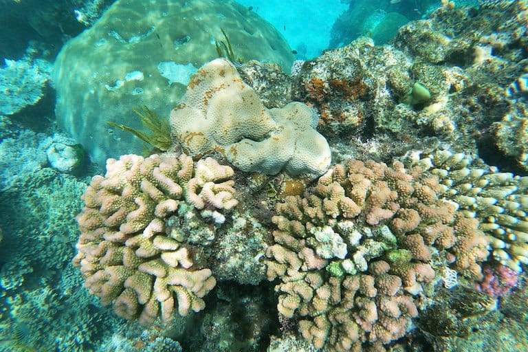 Marine Protected Areas Failing to Protect Coral Reefs as Wastewater Pollution Rises, Study Warns