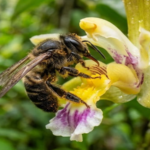 Peru Grants Legal Rights To Bees In Historic First For Insects