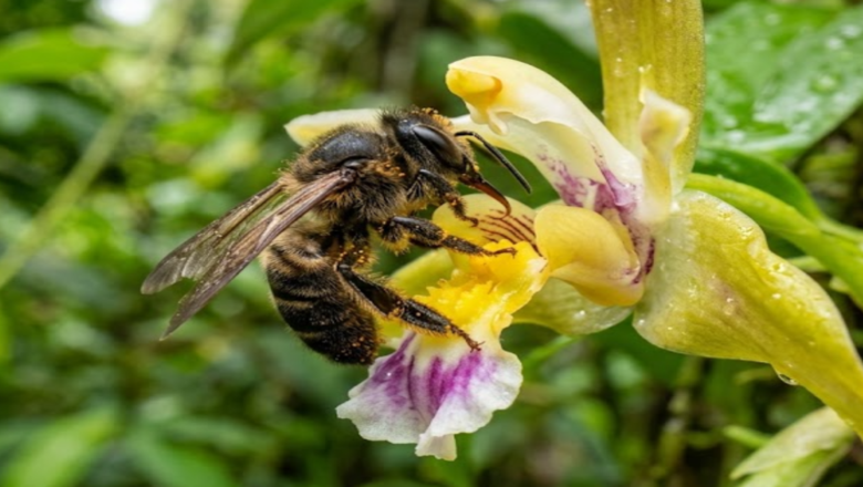 Peru Grants Legal Rights To Bees In Historic First For Insects