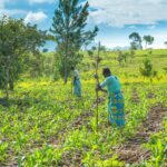 Fertiliser Shock from Iran Conflict Threatens Africa’s Food Security, Experts Warn