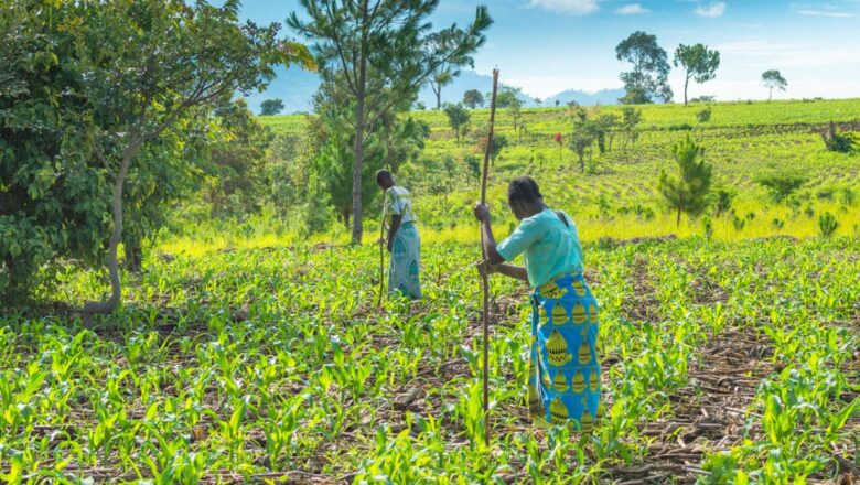 Fertiliser Shock from Iran Conflict Threatens Africa’s Food Security, Experts Warn