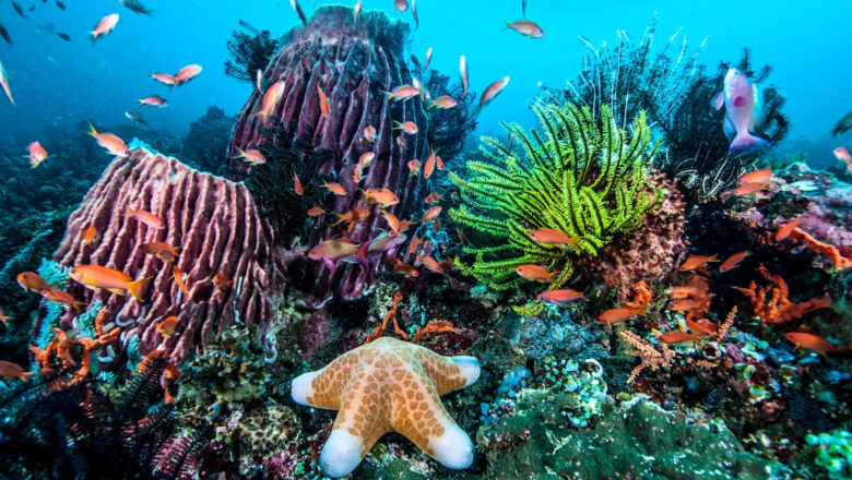Ancient Mega Reef System Shaped Today Ocean Life, Study Finds