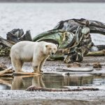 Vanishing Ice Rising Encounters Why Polar Bears Are Increasingly Entering Human Territory