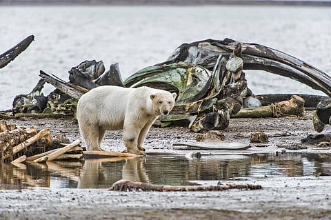 Vanishing Ice Rising Encounters Why Polar Bears Are Increasingly Entering Human Territory