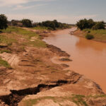 Slowing Tree Loss Rising Hidden Damage: Amazon Faces Silent Collapse Threat