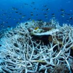 Sudden Ocean Temperature Spikes are Reshaping Marine Ecosystems Worldwide
