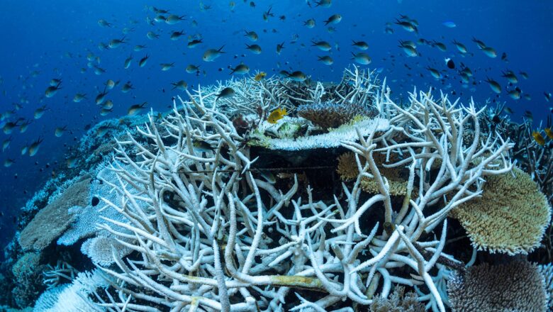 Sudden Ocean Temperature Spikes are Reshaping Marine Ecosystems Worldwide