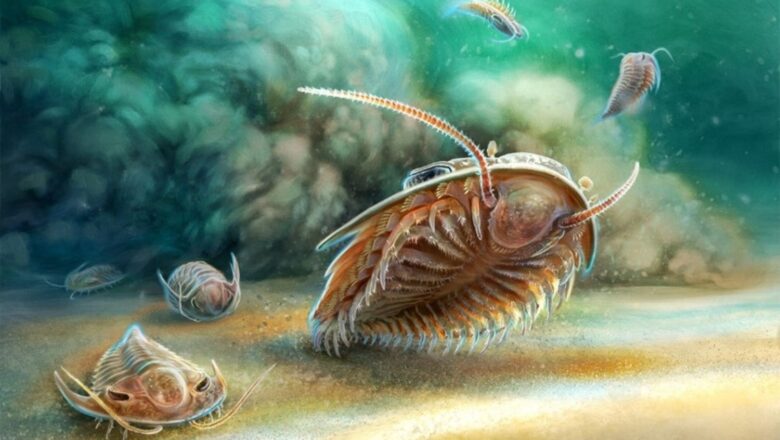 Ancient Giant Beneath Sea Stuns Scientists With 2,000 year Survival Story