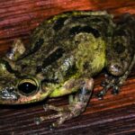 Microplastics Found in Amazon Frog Tadpoles for First Time Raising Concerns Over Freshwater Pollution