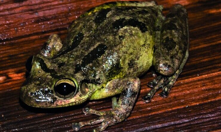 Microplastics Found in Amazon Frog Tadpoles for First Time Raising Concerns Over Freshwater Pollution