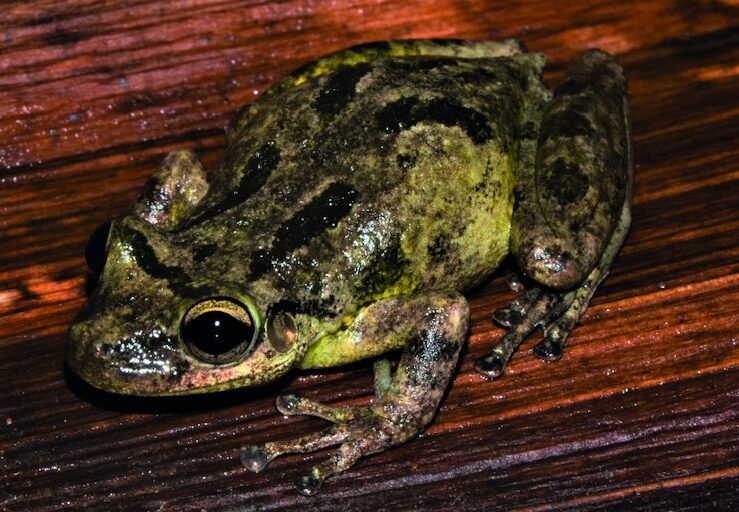 Microplastics Found in Amazon Frog Tadpoles for First Time Raising Concerns Over Freshwater Pollution