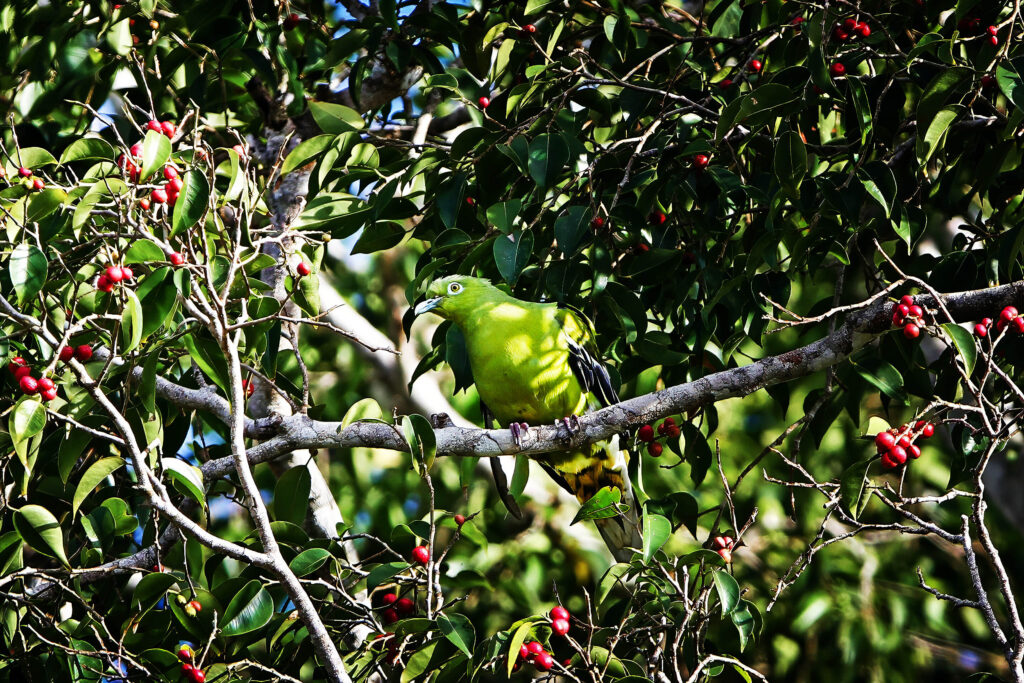 Timor Green Pigeon Faces Extinction Risk as Population Collapses Across Islands