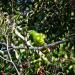 Timor Green Pigeon Faces Extinction Risk as Population Collapses Across Islands
