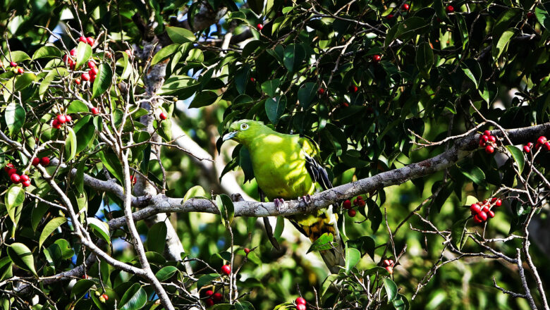 Timor Green Pigeon Faces Extinction Risk as Population Collapses Across Islands