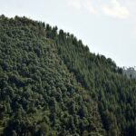 India Real Time Forest Monitoring Improving But Response Systems Remain Dangerously Slow