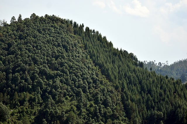India Real Time Forest Monitoring Improving But Response Systems Remain Dangerously Slow